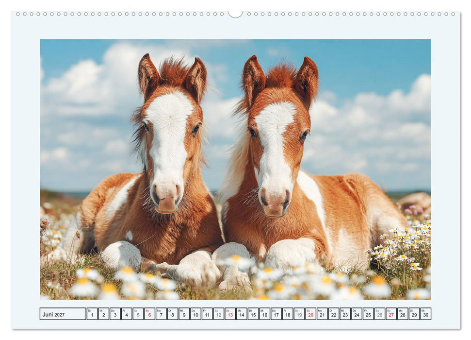 Clydesdale Sommer. Schottische Pferde auf dem Farmland (CALVENDO Wandkalender 2027)