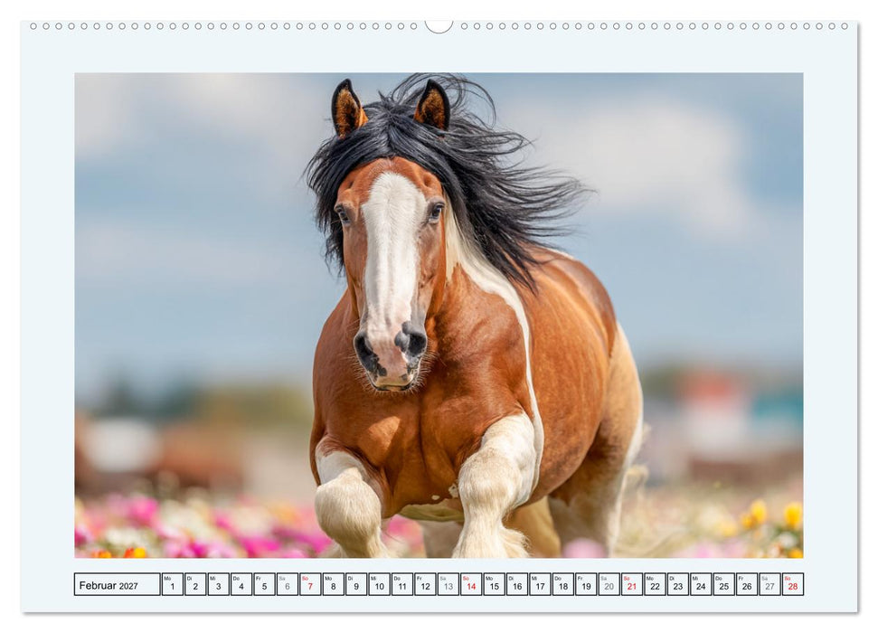 Clydesdale Sommer. Schottische Pferde auf dem Farmland (CALVENDO Premium Wandkalender 2027)