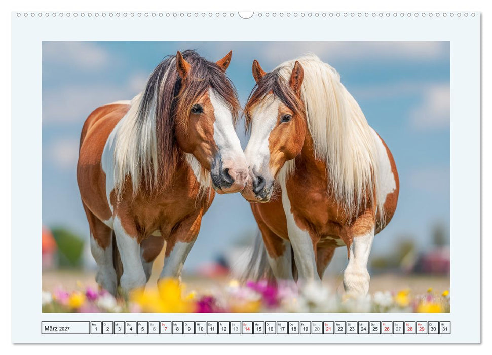 Clydesdale Sommer. Schottische Pferde auf dem Farmland (CALVENDO Premium Wandkalender 2027)
