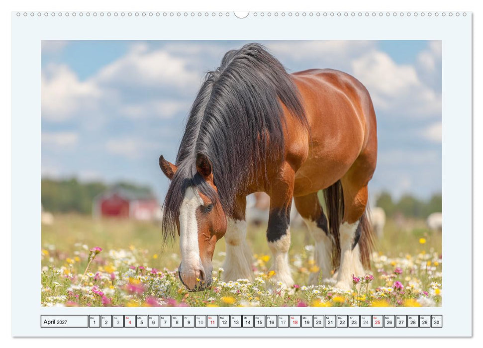 Clydesdale Sommer. Schottische Pferde auf dem Farmland (CALVENDO Premium Wandkalender 2027)