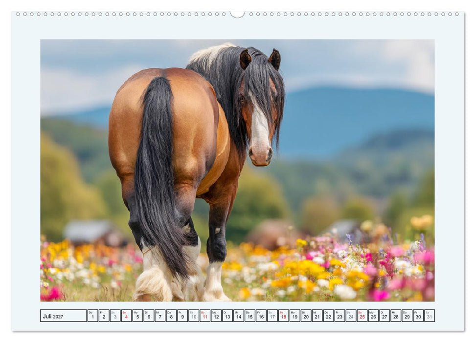 Clydesdale Sommer. Schottische Pferde auf dem Farmland (CALVENDO Premium Wandkalender 2027)