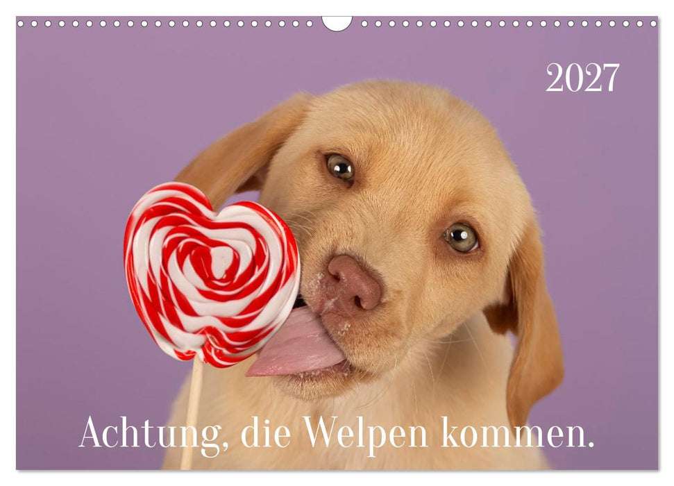 Achtung die Welpen kommen. (CALVENDO Wandkalender 2027)