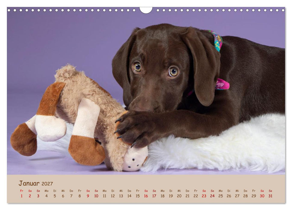 Achtung die Welpen kommen. (CALVENDO Wandkalender 2027)