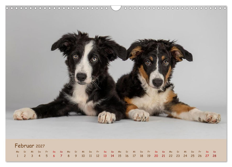 Achtung die Welpen kommen. (CALVENDO Wandkalender 2027)