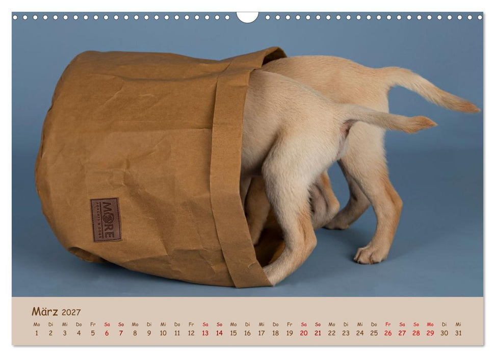 Achtung die Welpen kommen. (CALVENDO Wandkalender 2027)