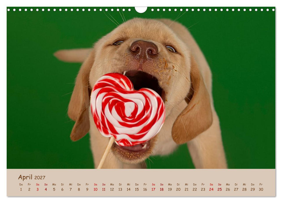 Achtung die Welpen kommen. (CALVENDO Wandkalender 2027)