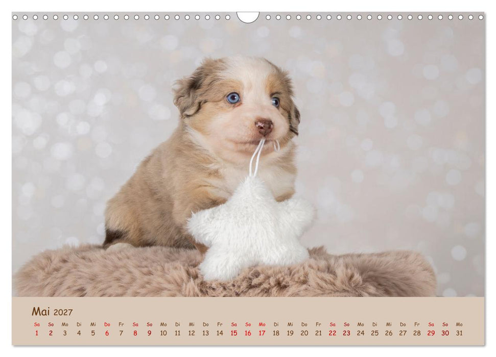 Achtung die Welpen kommen. (CALVENDO Wandkalender 2027)