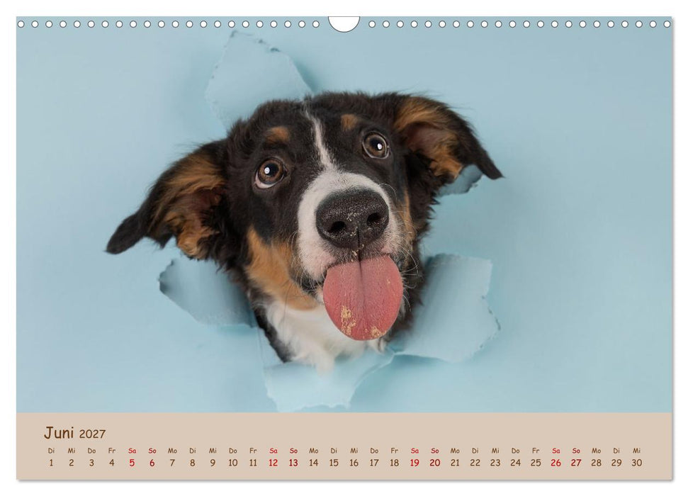 Achtung die Welpen kommen. (CALVENDO Wandkalender 2027)