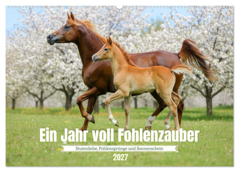 Ein Jahr voll Fohlenzauber (CALVENDO Wandkalender 2027)