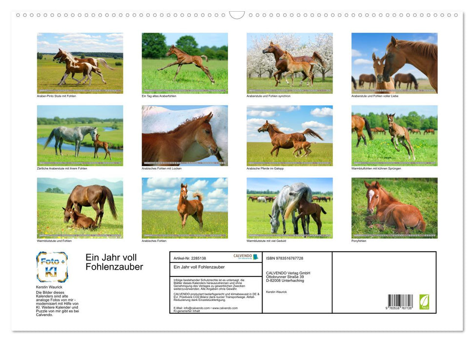 Ein Jahr voll Fohlenzauber (CALVENDO Wandkalender 2027)