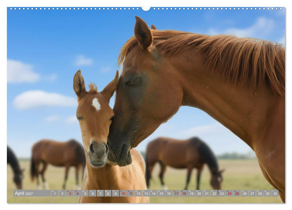 Ein Jahr voll Fohlenzauber (CALVENDO Wandkalender 2027)