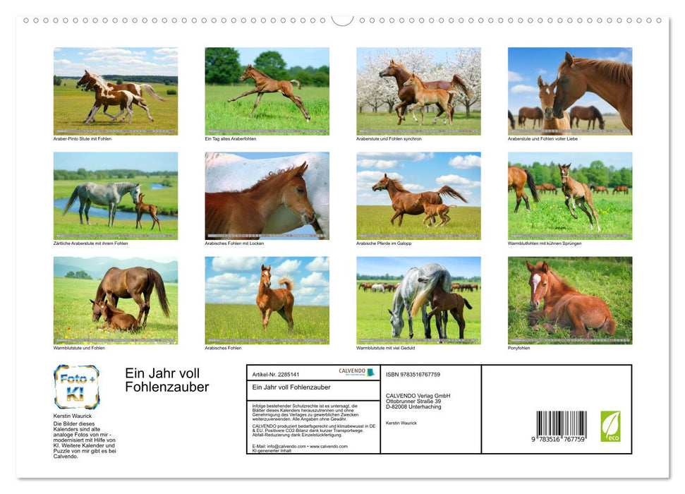 Ein Jahr voll Fohlenzauber (CALVENDO Premium Wandkalender 2027)