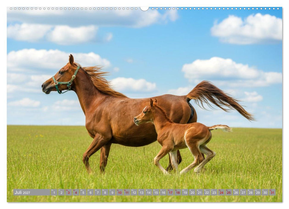 Ein Jahr voll Fohlenzauber (CALVENDO Premium Wandkalender 2027)