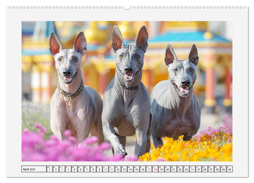 Der Xoloitzcuintli. Uralte Seelen aus aztekischem Erbe (CALVENDO Wandkalender 2027)