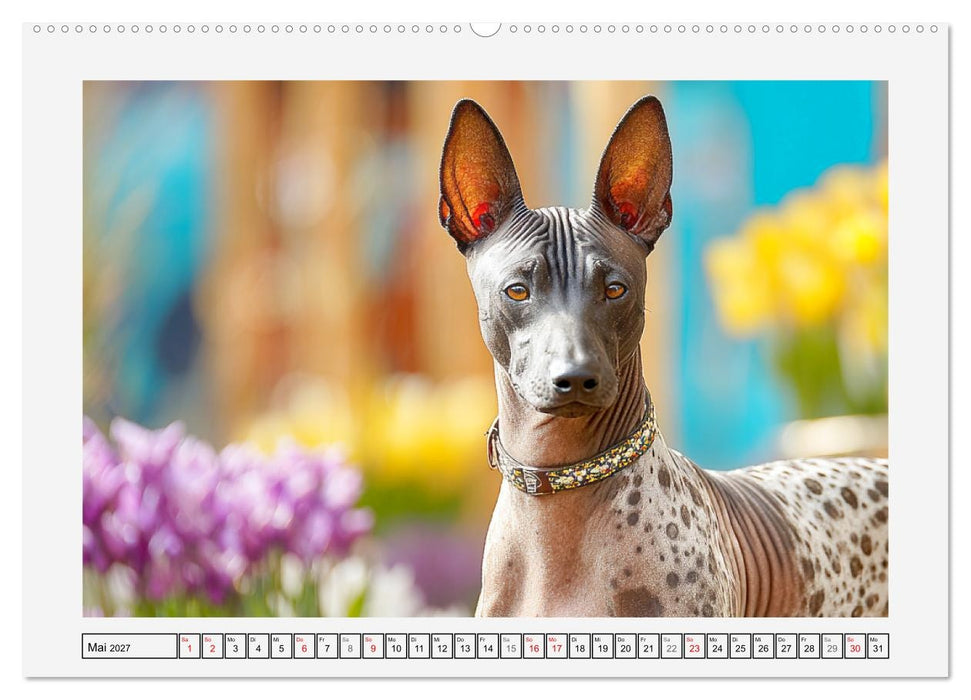 Der Xoloitzcuintli. Uralte Seelen aus aztekischem Erbe (CALVENDO Wandkalender 2027)