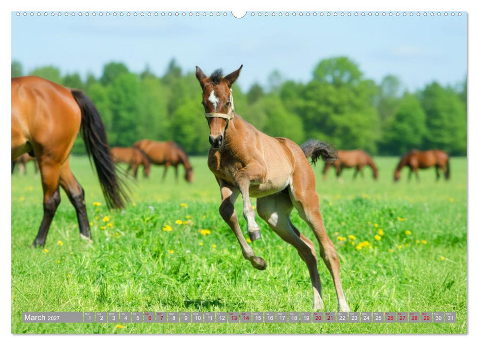 The Magic of Happy Foals (CALVENDO Monthly Calendar 2027)