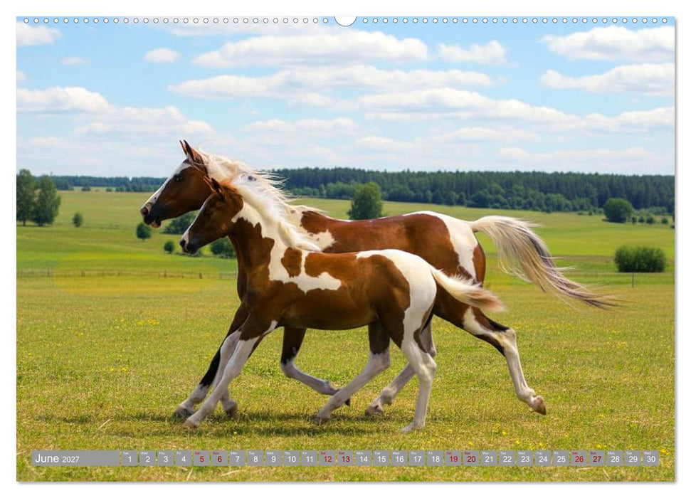 The Magic of Happy Foals (CALVENDO Monthly Calendar 2027)