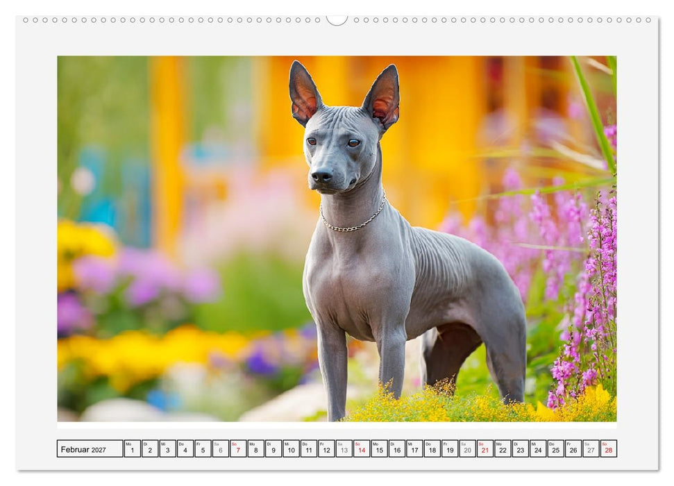 Der Xoloitzcuintli. Uralte Seelen aus aztekischem Erbe (CALVENDO Premium Wandkalender 2027)