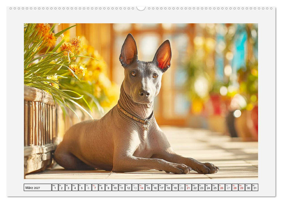 Der Xoloitzcuintli. Uralte Seelen aus aztekischem Erbe (CALVENDO Premium Wandkalender 2027)