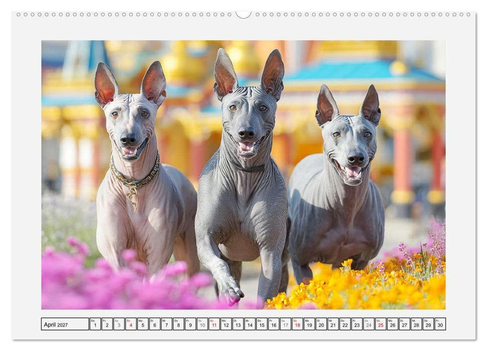 Der Xoloitzcuintli. Uralte Seelen aus aztekischem Erbe (CALVENDO Premium Wandkalender 2027)
