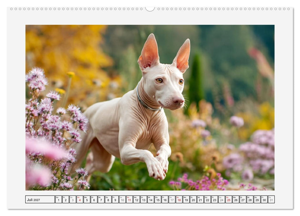 Der Xoloitzcuintli. Uralte Seelen aus aztekischem Erbe (CALVENDO Premium Wandkalender 2027)