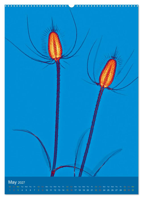 Blossoms between light and colour (CALVENDO Monthly Calendar 2027)