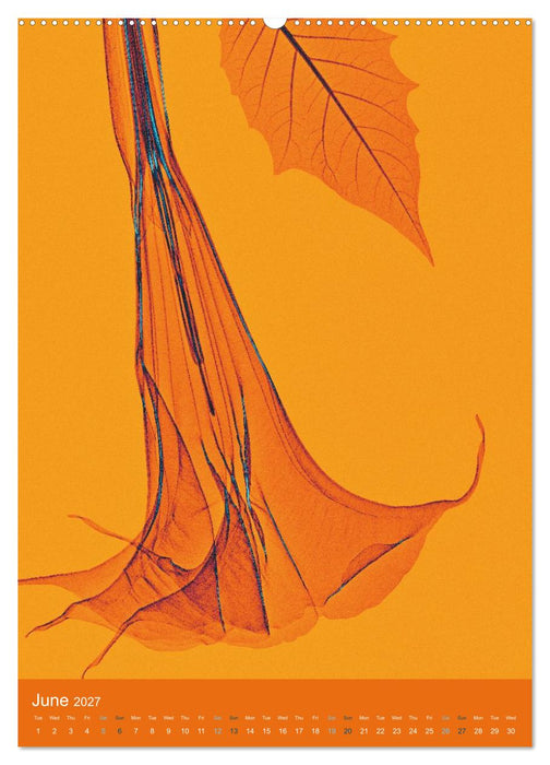 Blossoms between light and colour (CALVENDO Monthly Calendar 2027)