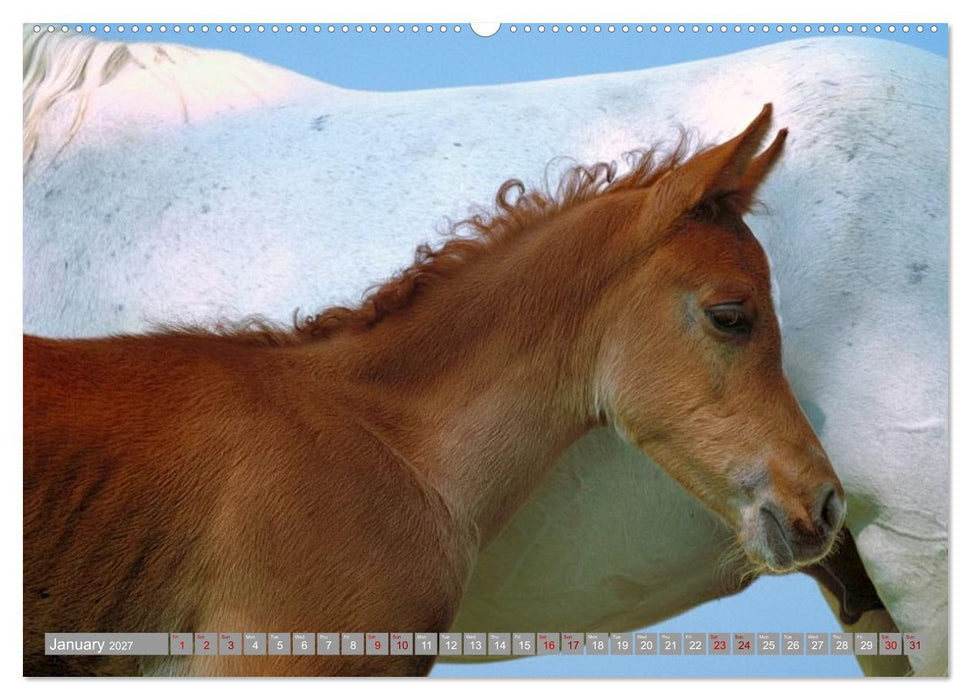 The Magic of Happy Foals (CALVENDO Premium-Calendar 2027)
