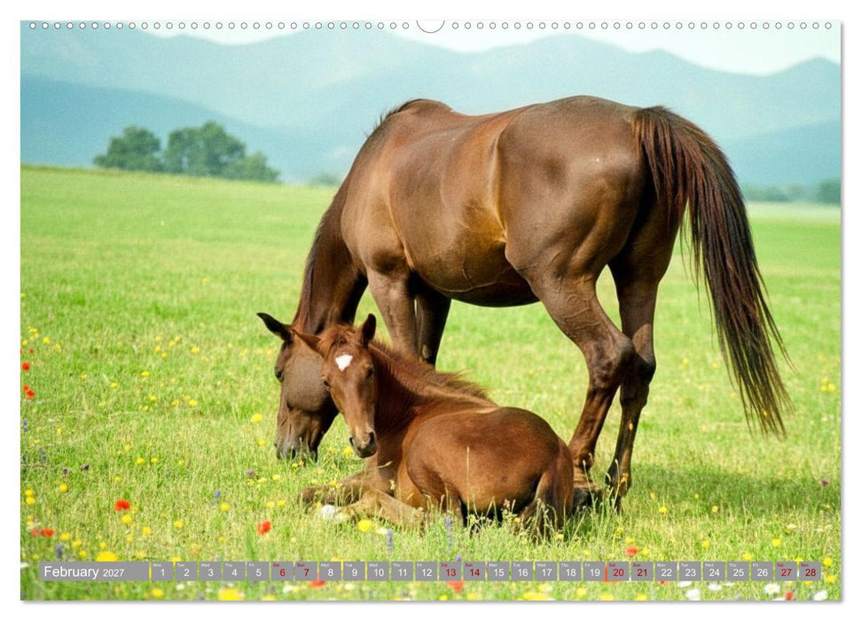 The Magic of Happy Foals (CALVENDO Premium-Calendar 2027)