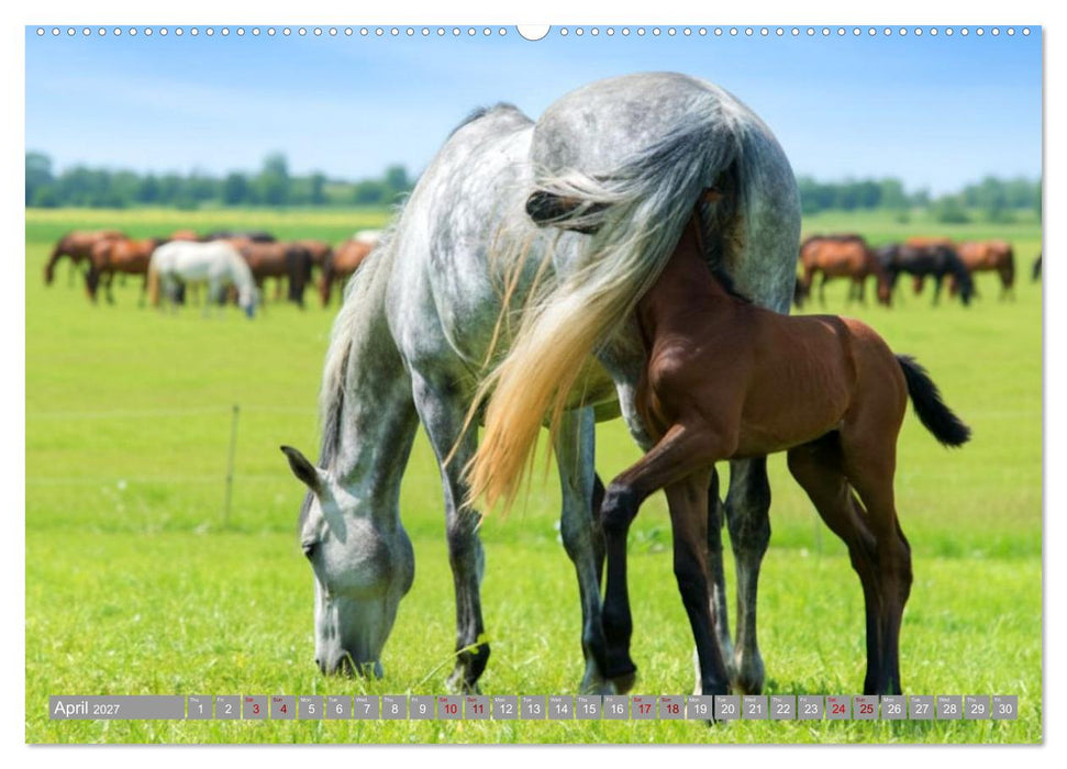 The Magic of Happy Foals (CALVENDO Premium-Calendar 2027)
