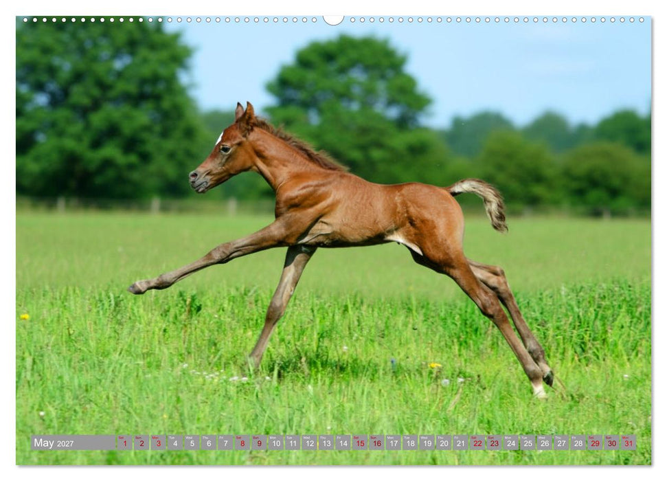 The Magic of Happy Foals (CALVENDO Premium-Calendar 2027)