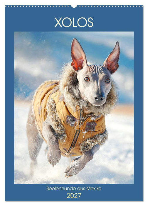 Xolos. Seelenhunde aus Mexiko (CALVENDO Wandkalender 2027)