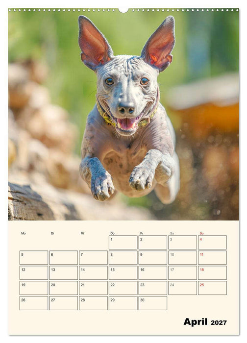 Xolos. Seelenhunde aus Mexiko (CALVENDO Premium Wandkalender 2027)