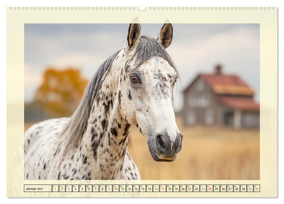 Knabstrupper Poesie. Gescheckte Eleganz im Farmsommer (CALVENDO Premium Wandkalender 2027)