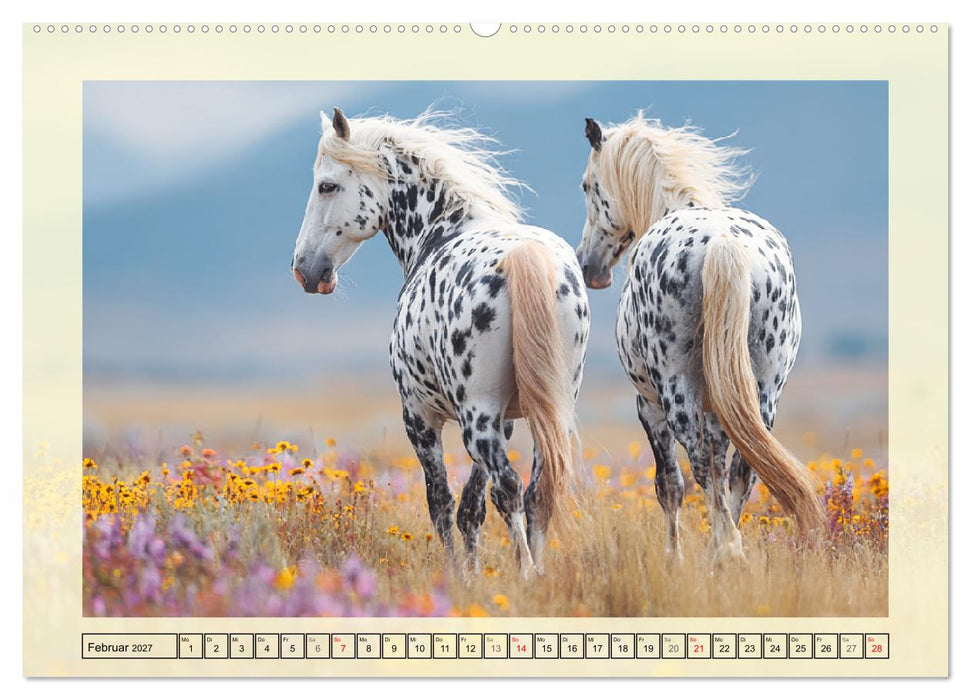 Knabstrupper Poesie. Gescheckte Eleganz im Farmsommer (CALVENDO Premium Wandkalender 2027)