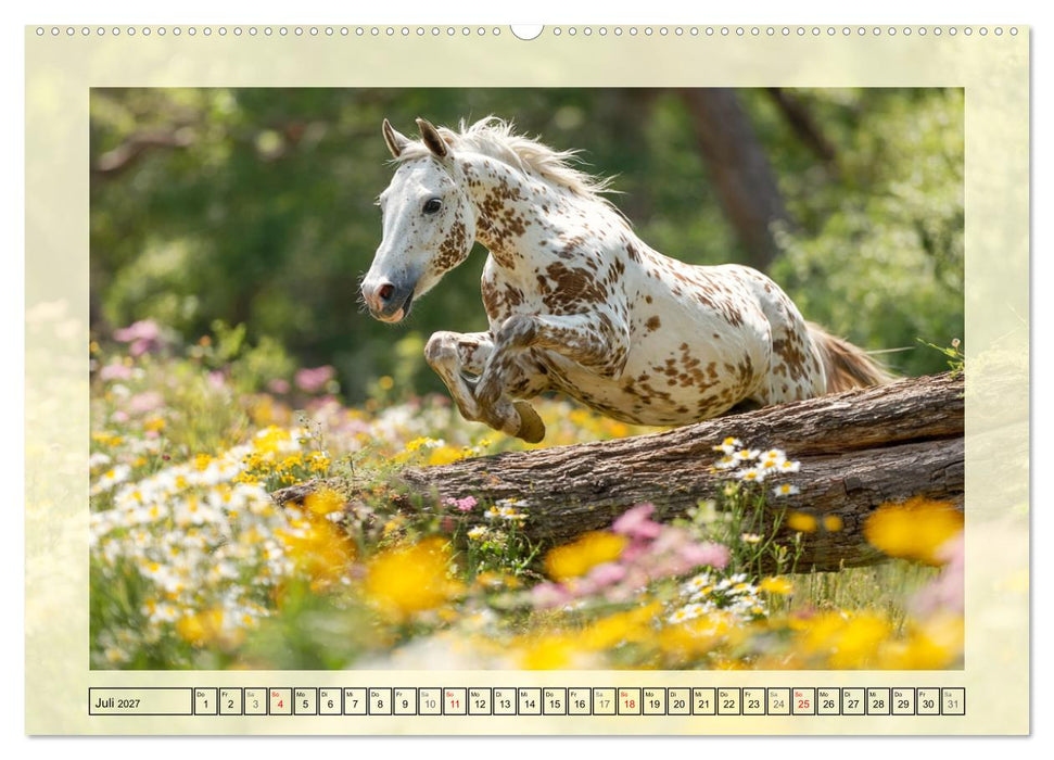 Knabstrupper Poesie. Gescheckte Eleganz im Farmsommer (CALVENDO Premium Wandkalender 2027)