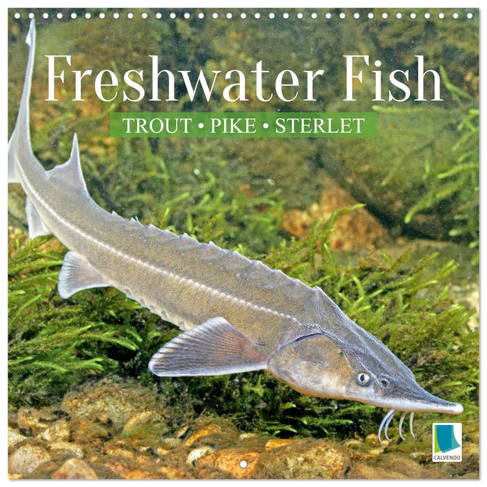 Freshwater Fish: trout, pike, sterlet (CALVENDO Monthly Calendar 2027)