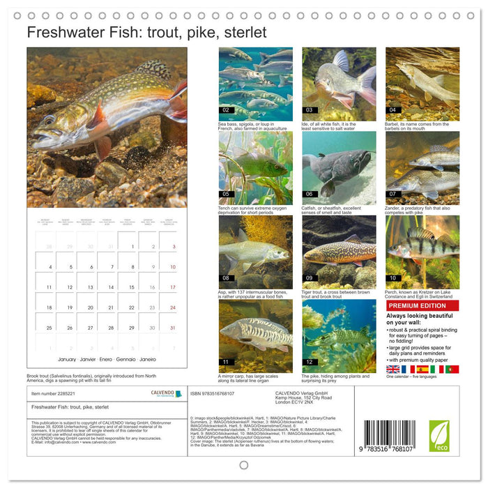 Freshwater Fish: trout, pike, sterlet (CALVENDO Monthly Calendar 2027)