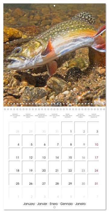 Freshwater Fish: trout, pike, sterlet (CALVENDO Monthly Calendar 2027)