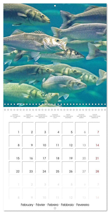 Freshwater Fish: trout, pike, sterlet (CALVENDO Monthly Calendar 2027)