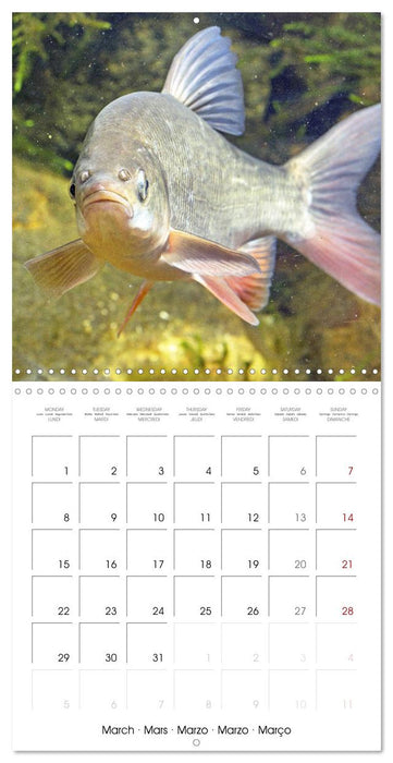 Freshwater Fish: trout, pike, sterlet (CALVENDO Monthly Calendar 2027)
