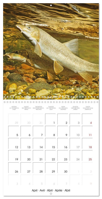 Freshwater Fish: trout, pike, sterlet (CALVENDO Monthly Calendar 2027)