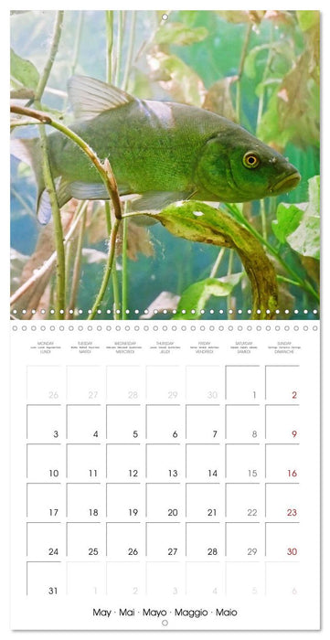 Freshwater Fish: trout, pike, sterlet (CALVENDO Monthly Calendar 2027)