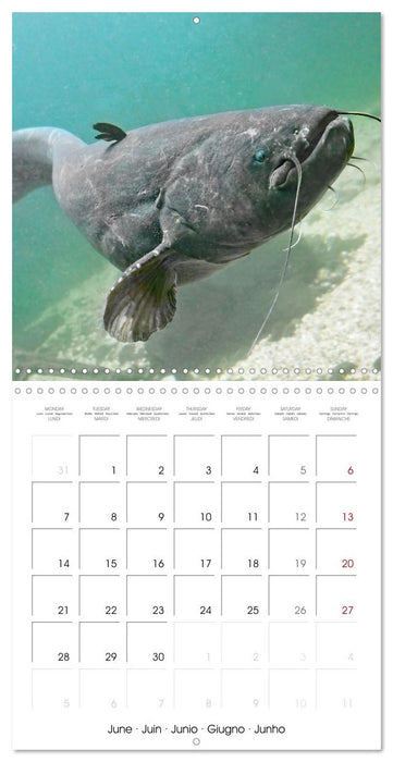 Freshwater Fish: trout, pike, sterlet (CALVENDO Monthly Calendar 2027)