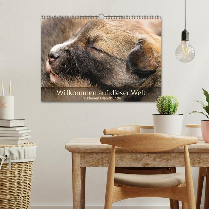 Willkommen auf dieser Welt ihr kleinen Islandhunde (CALVENDO Wandkalender 2027)
