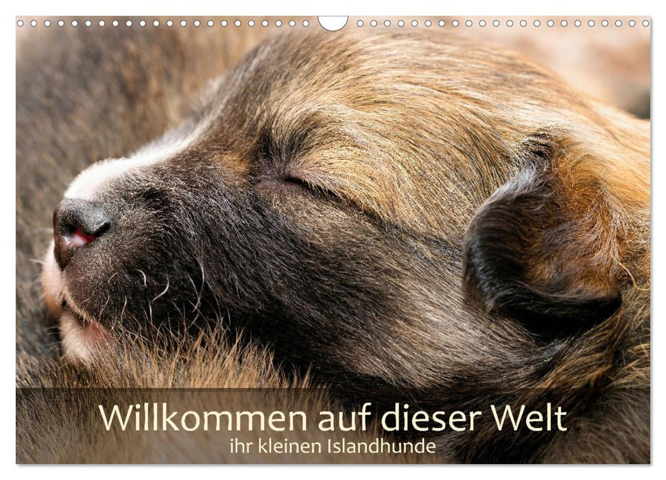 Willkommen auf dieser Welt ihr kleinen Islandhunde (CALVENDO Wandkalender 2027)
