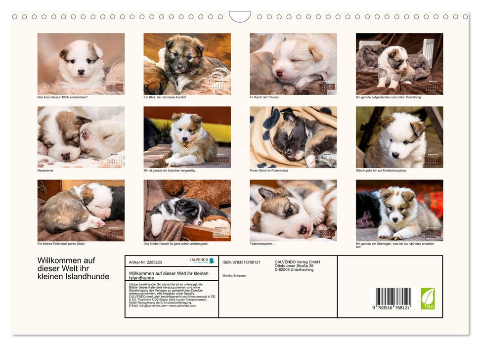 Willkommen auf dieser Welt ihr kleinen Islandhunde (CALVENDO Wandkalender 2027)