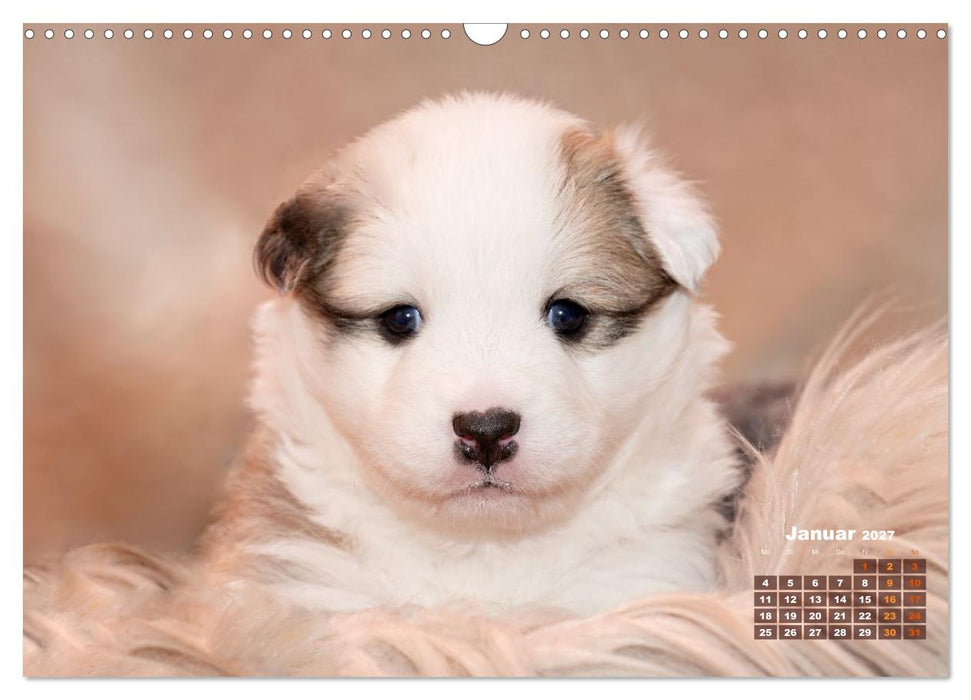 Willkommen auf dieser Welt ihr kleinen Islandhunde (CALVENDO Wandkalender 2027)