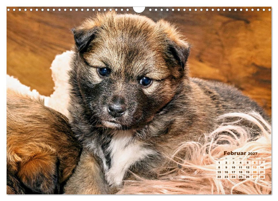 Willkommen auf dieser Welt ihr kleinen Islandhunde (CALVENDO Wandkalender 2027)