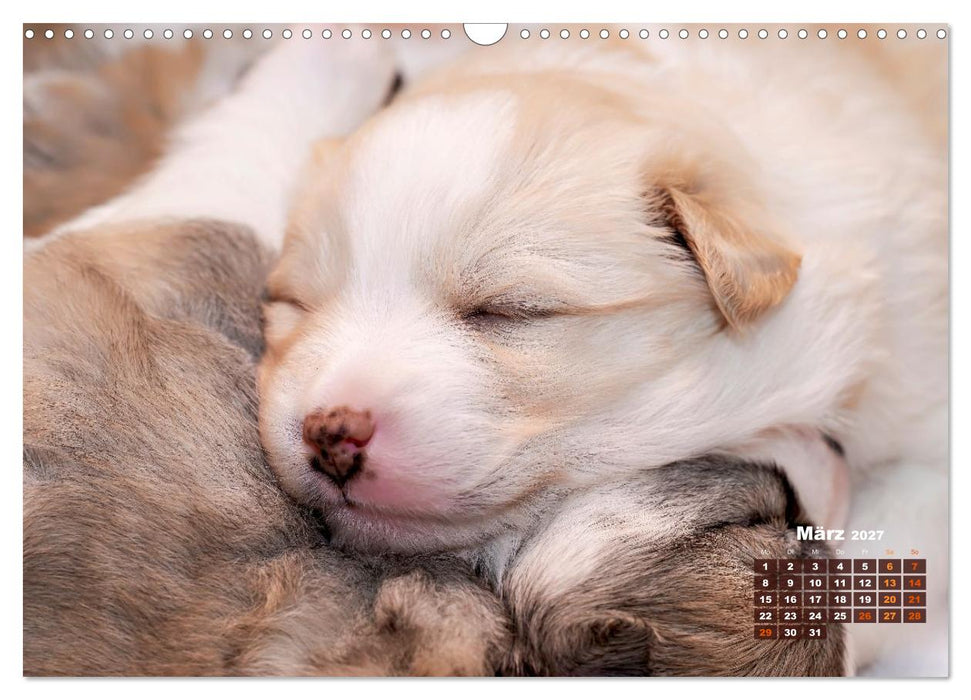 Willkommen auf dieser Welt ihr kleinen Islandhunde (CALVENDO Wandkalender 2027)